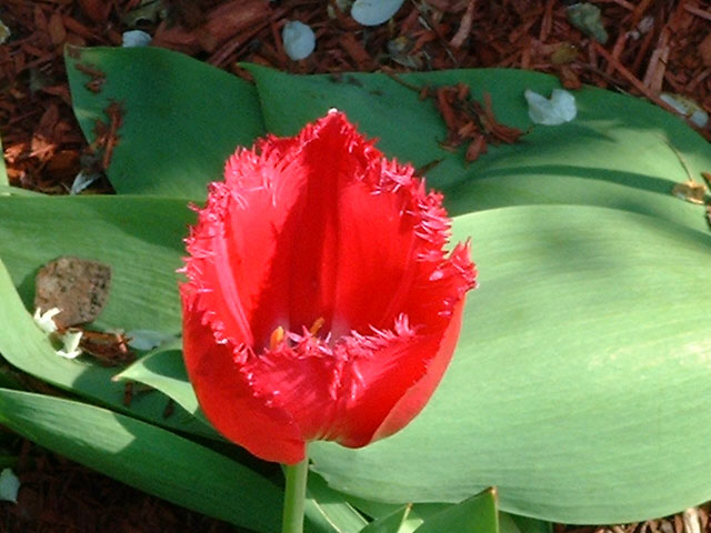 Site Home Page